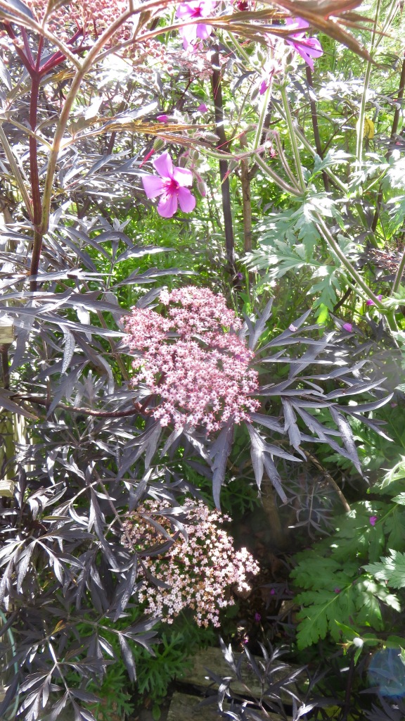 Sambucus nigra and geranium palmatum 1