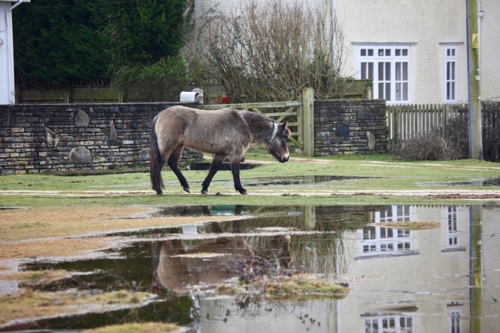Pony, pools and reflection 2