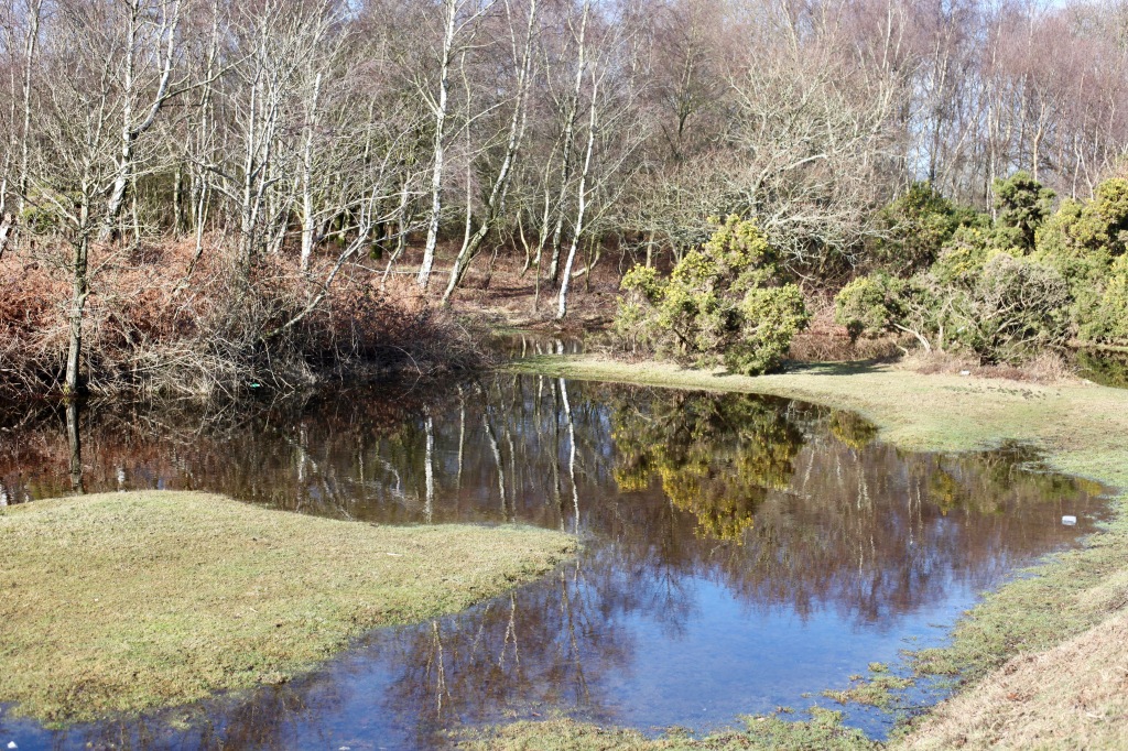 Trees and gorse reflected 1