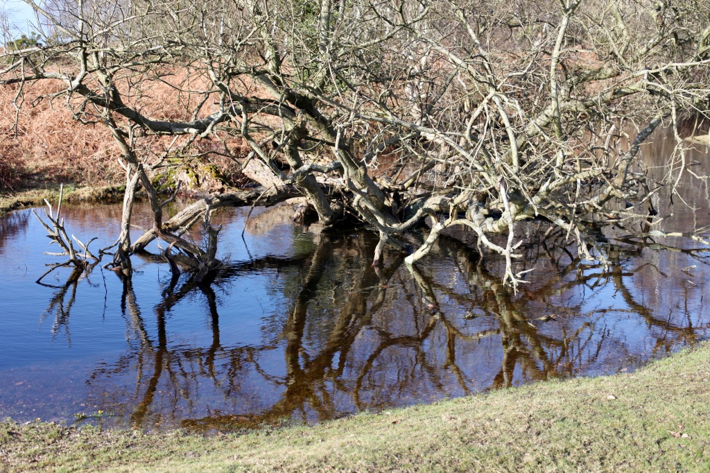 Trees reflected 3