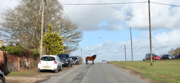 Pony on Road 1