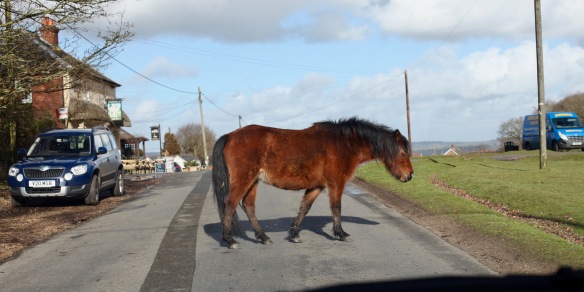 Pony on Road 2