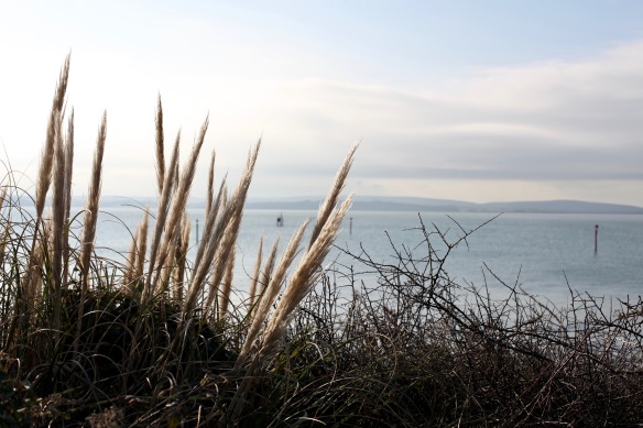 Grasses by sea