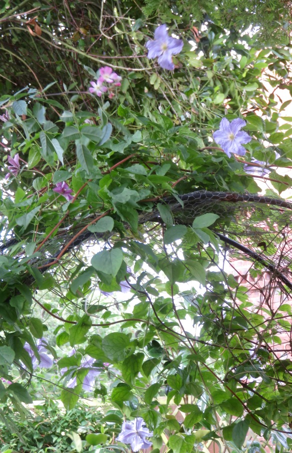 Clematis and rosa glauca 2