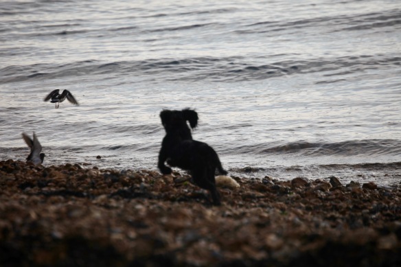 Dog chasing gulls