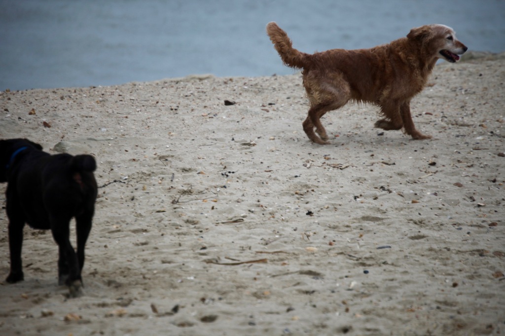 Dogs on beach 1