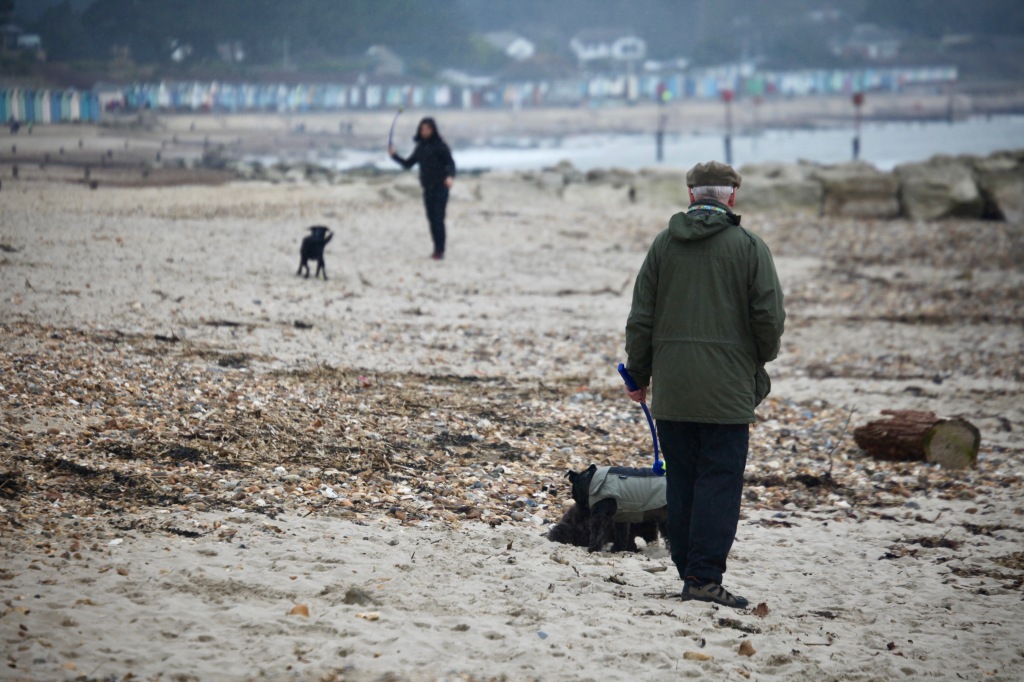 Dog walkers on beach