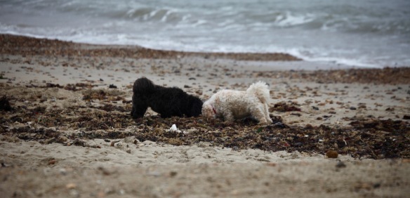 Dogs meeting on beach