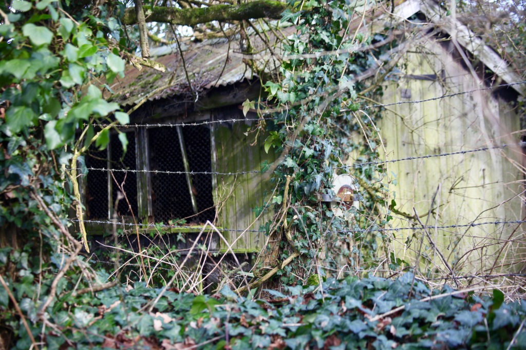 Derelict shed 2