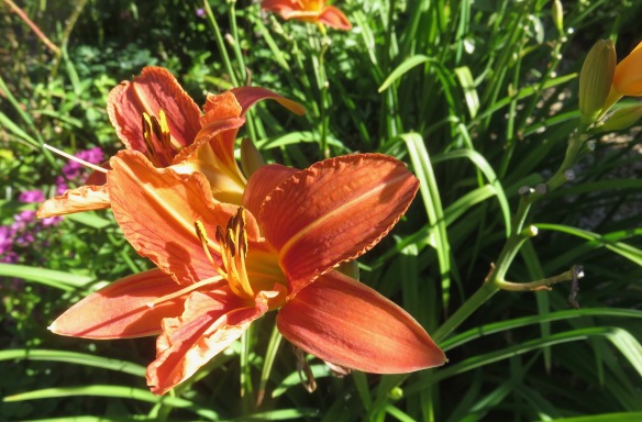 Day lilies 2