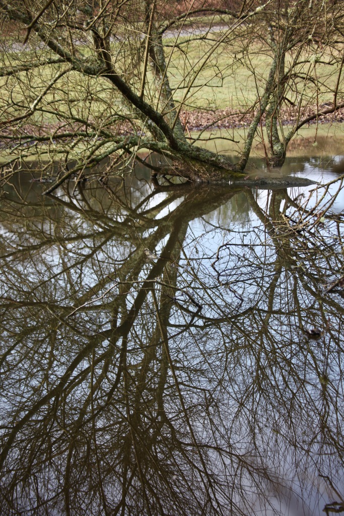 Trees reflected in pool 1