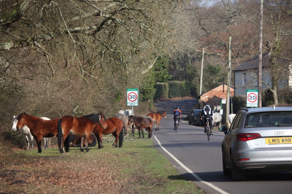Ponies and cyclists