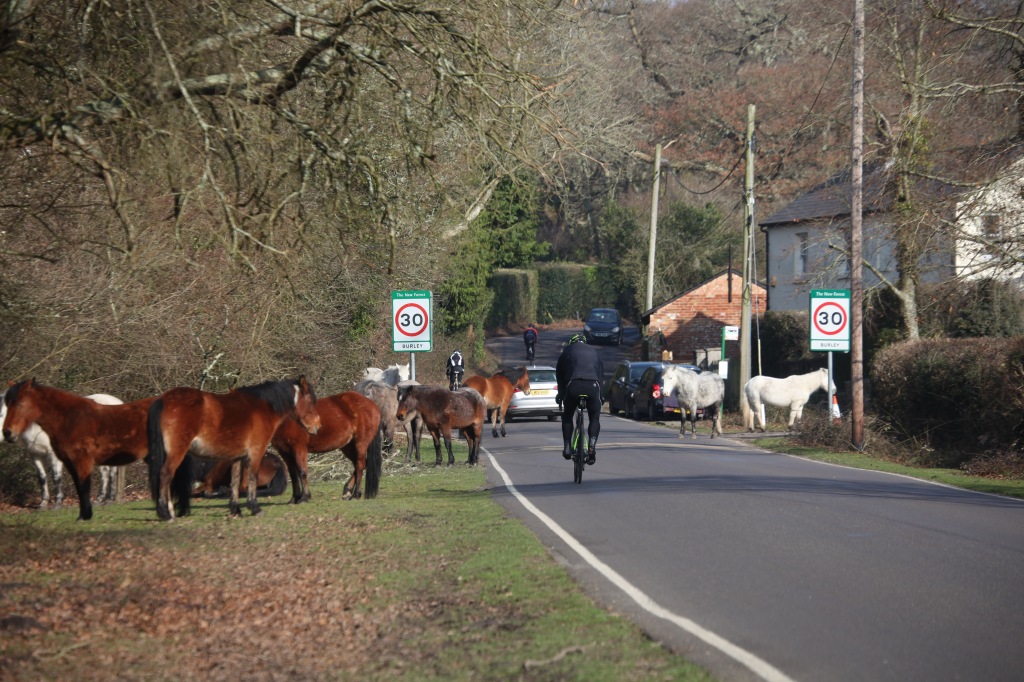 Ponies and traffic 2