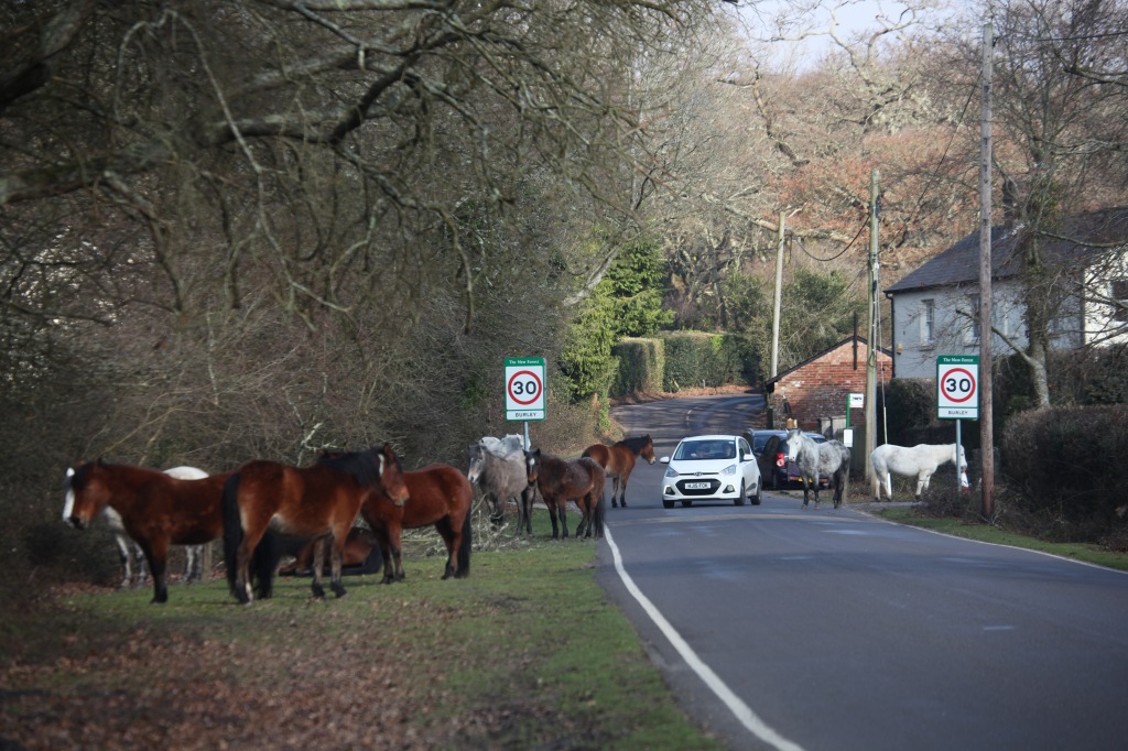 Ponies and traffic 3