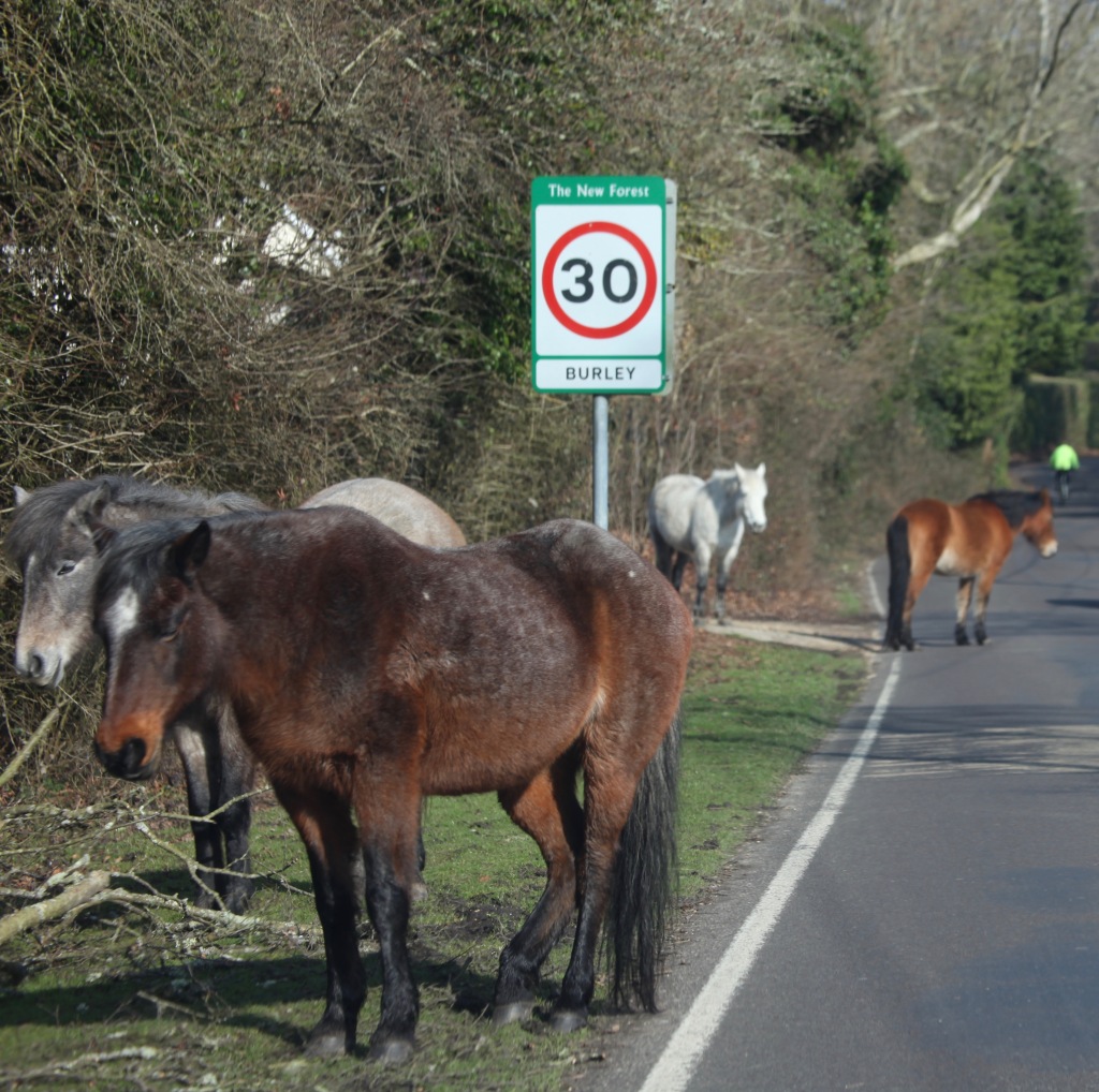 Ponies and cyclist