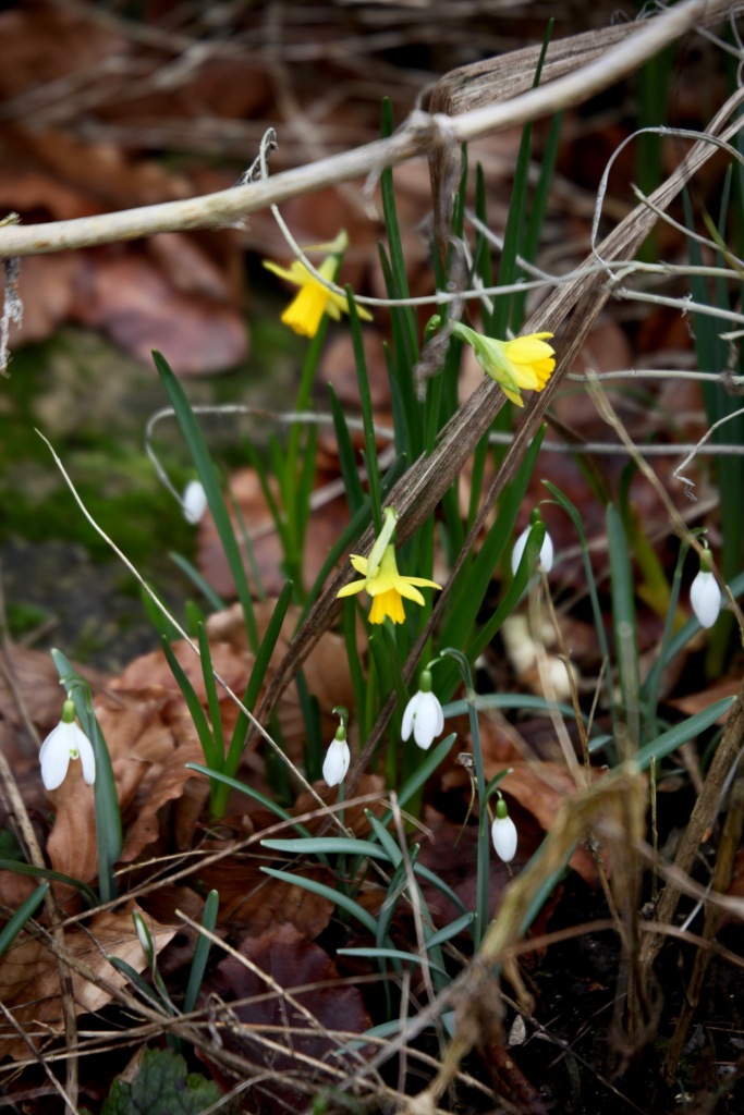 Snowdrops and tete-a-tete daffodils