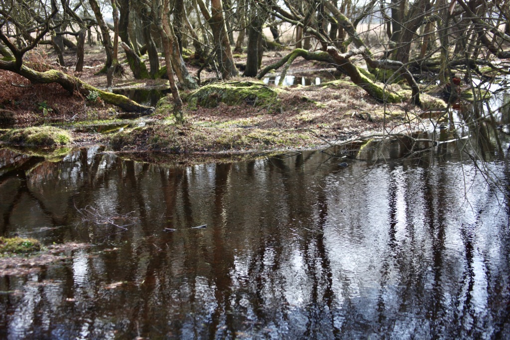 Trees reflected in pools 4