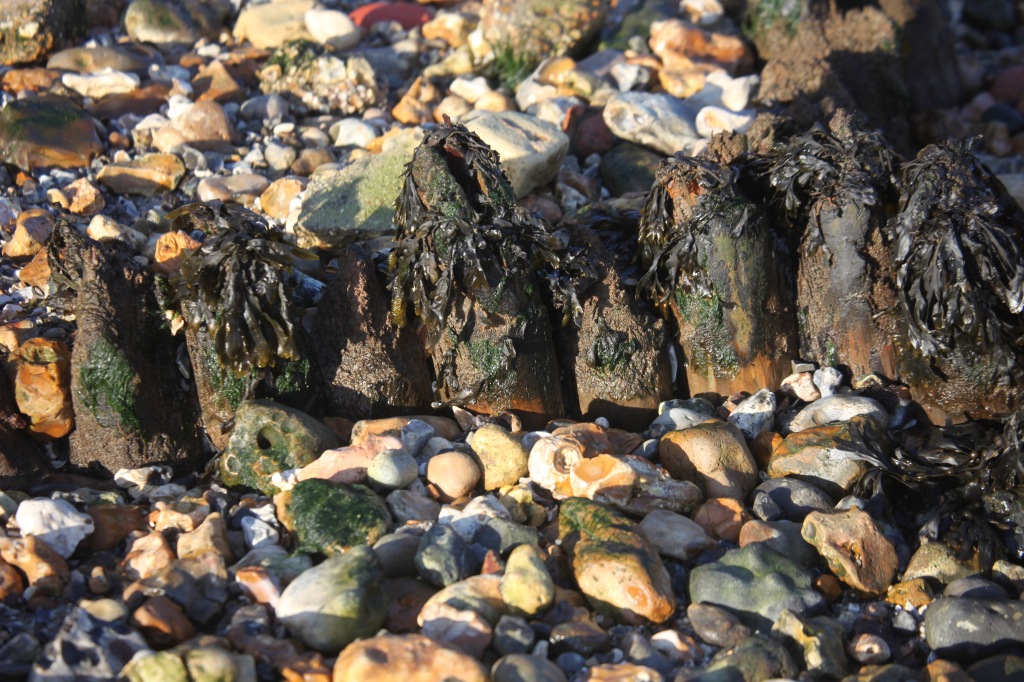 Seaweed, breakwater, pebbles