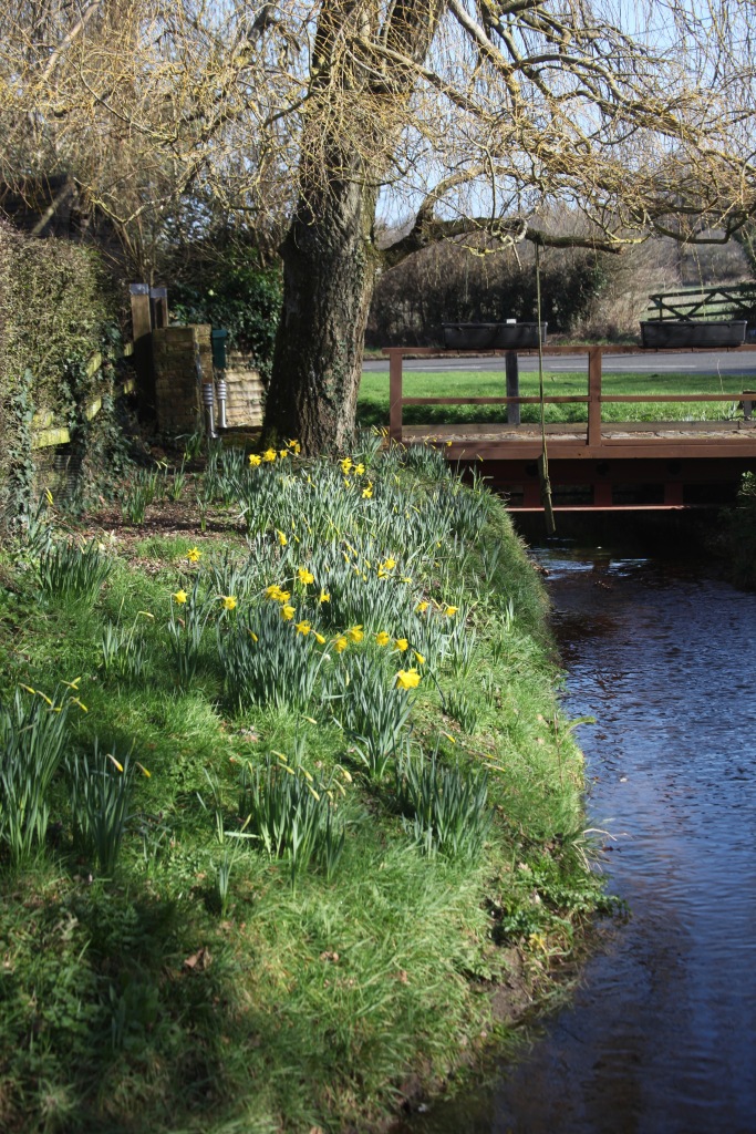 Bridge, stream, daffodils, willow 1