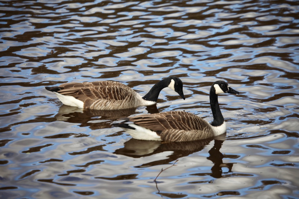 Canada geese 1