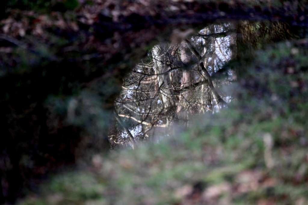 Reflected trees