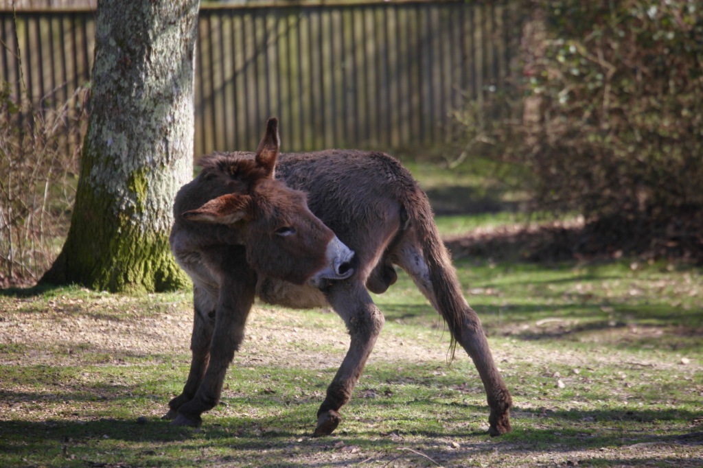 Donkey scratching 1
