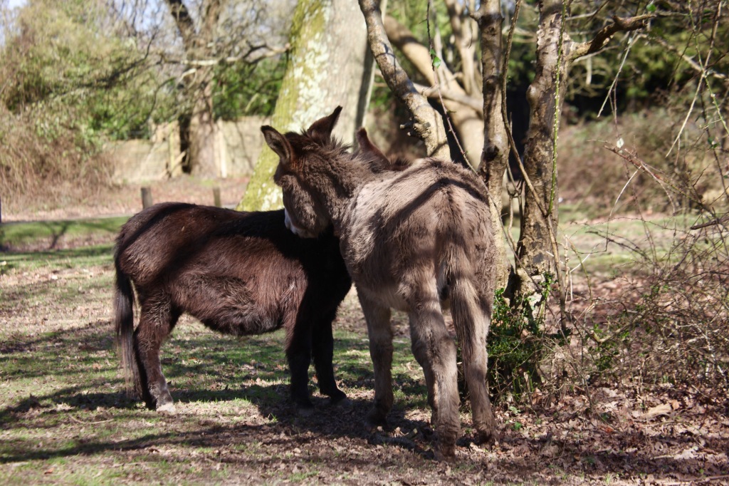 Donkeys necking 1