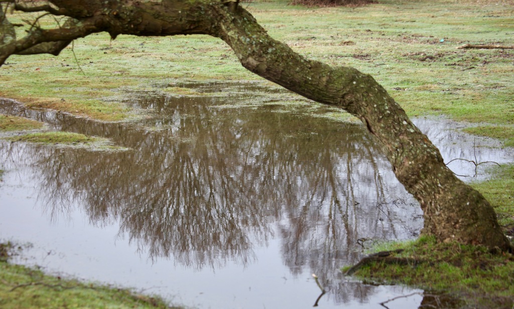 Tree reflected in pool 3