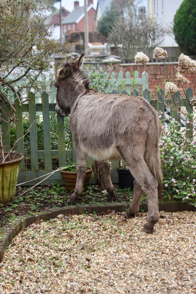 Donkey in garden 2