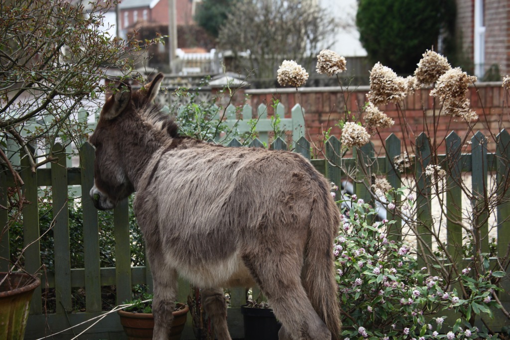 Donkey in garden 3