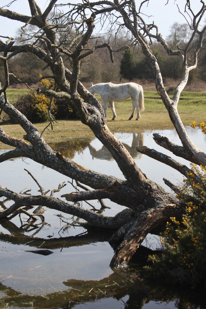 Pony beside pool and gorse 2