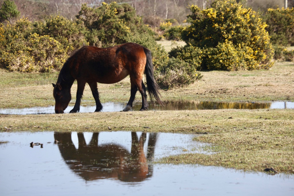 Pony beside pool and gorse 3