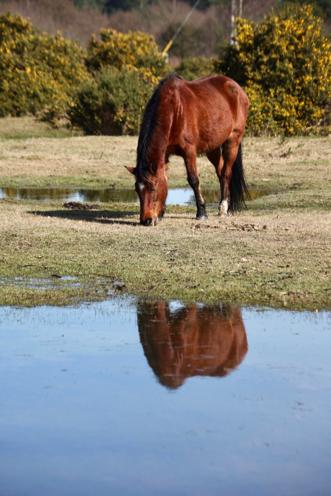 Pony beside pool and gorse 4