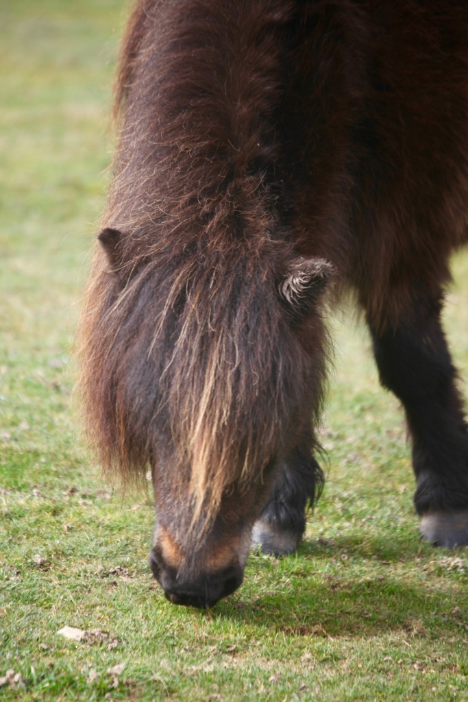 Pony 3