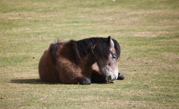 Pony 8