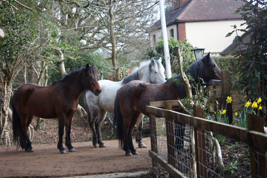 Ponies queueing for lunch 3