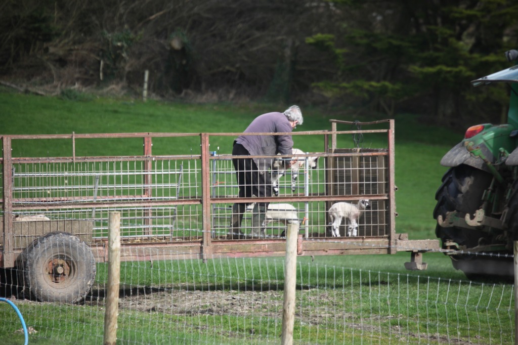 Unloading lambs 1