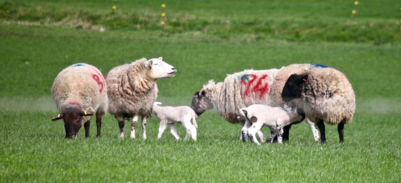 Ewes and lambs 1