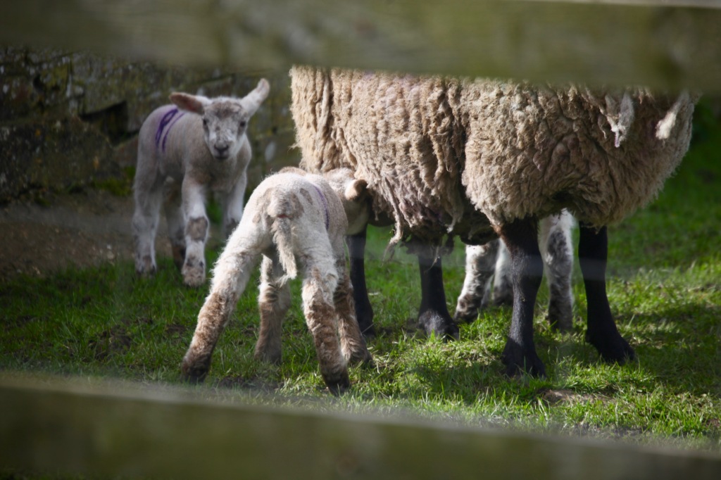 Ewe and lambs 1