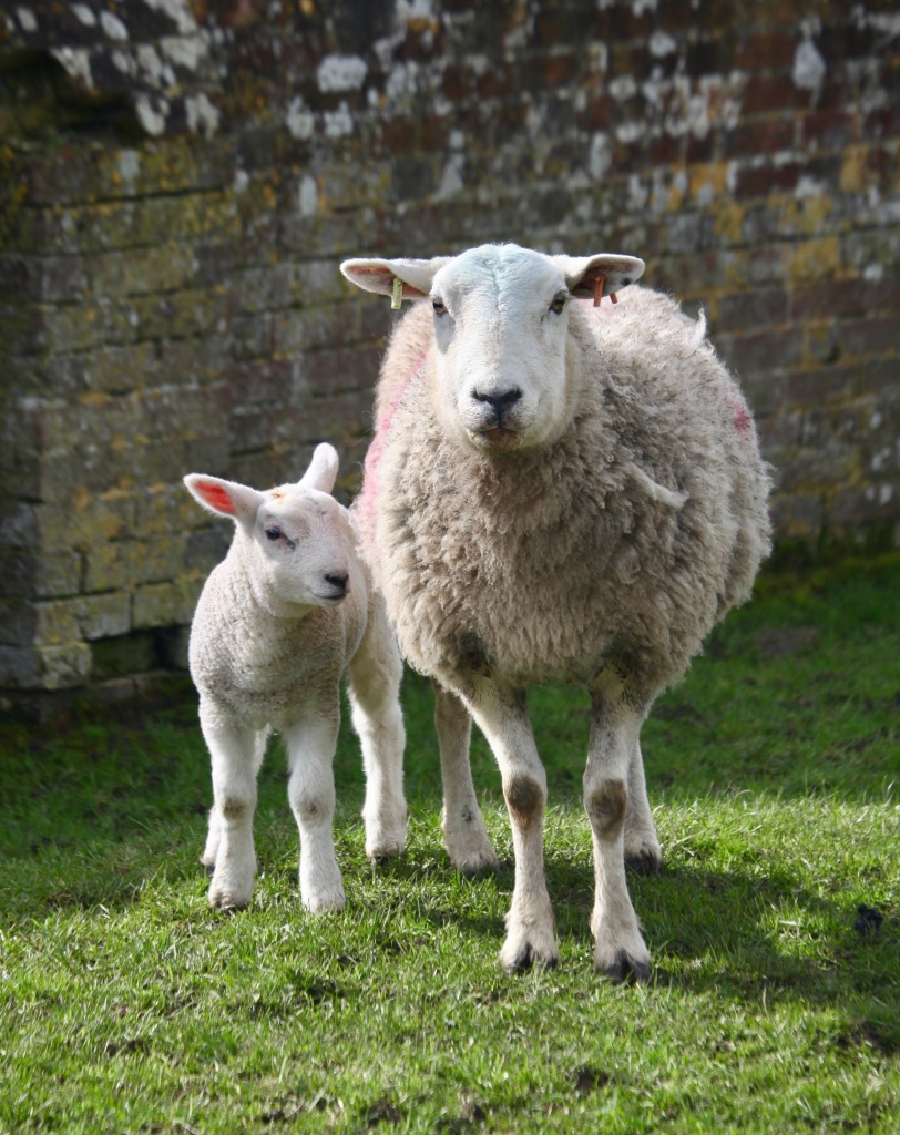 Ewe and lamb 1