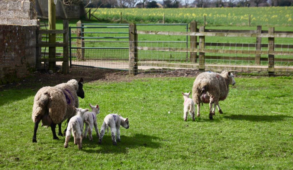 Ewes and lambs 2
