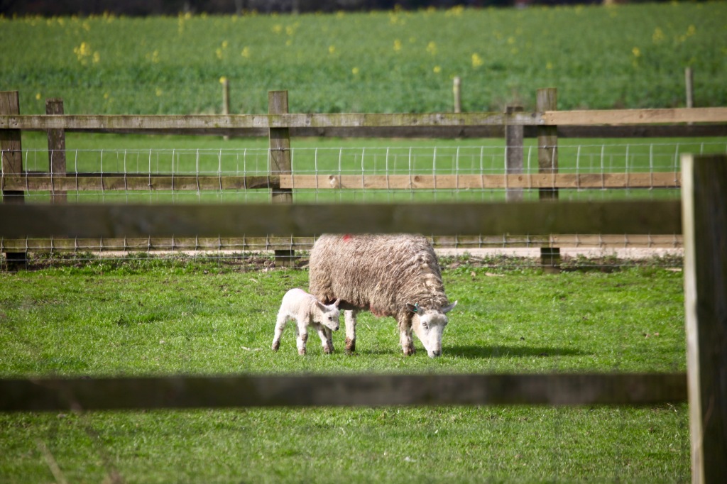 Ewe and lamb 2