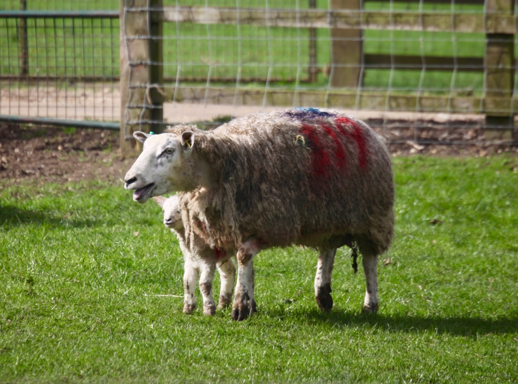 Ewe and lamb 3