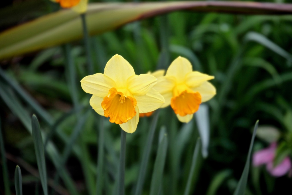 Daffodils 12