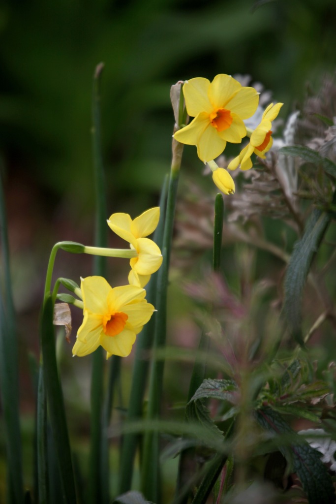 Daffodils 13