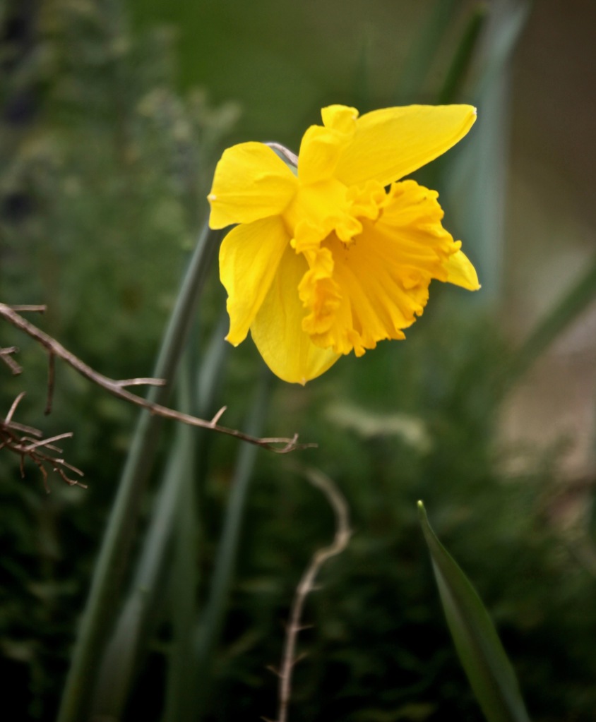 Daffodils 16