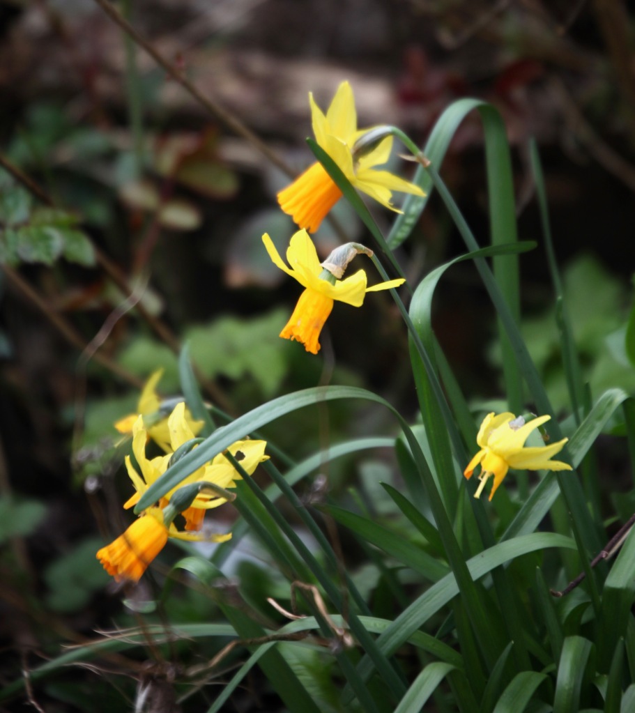Daffodils 19