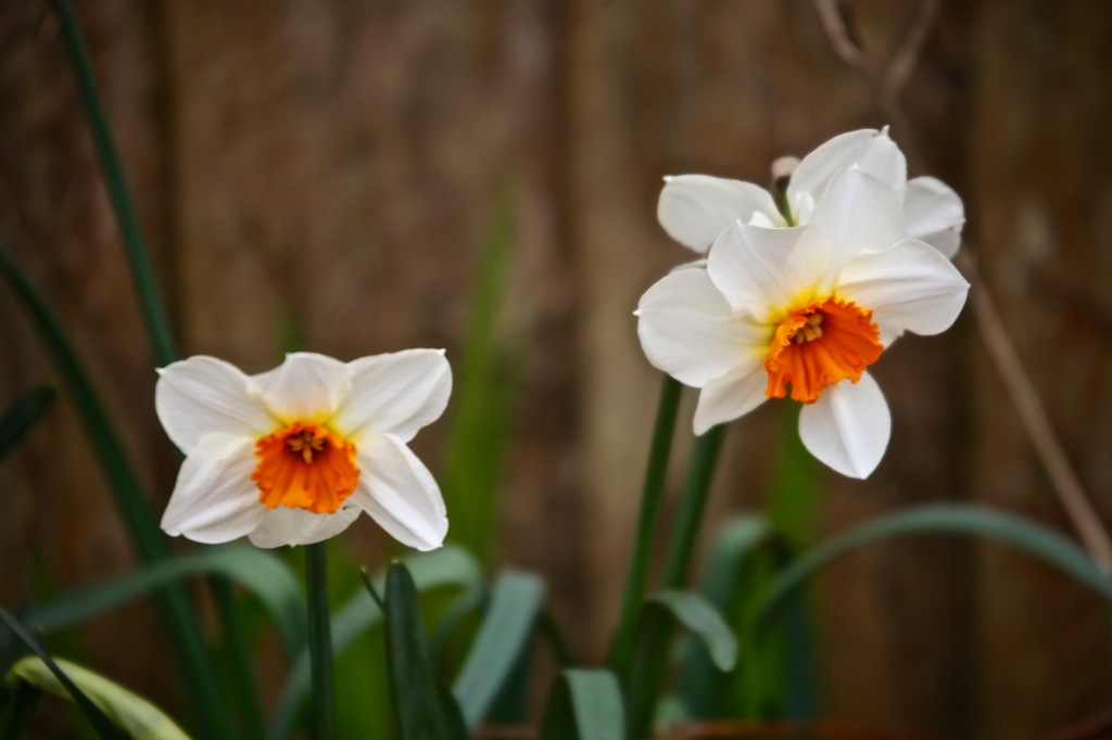 Daffodils 20