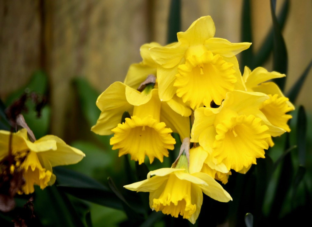Daffodils 21