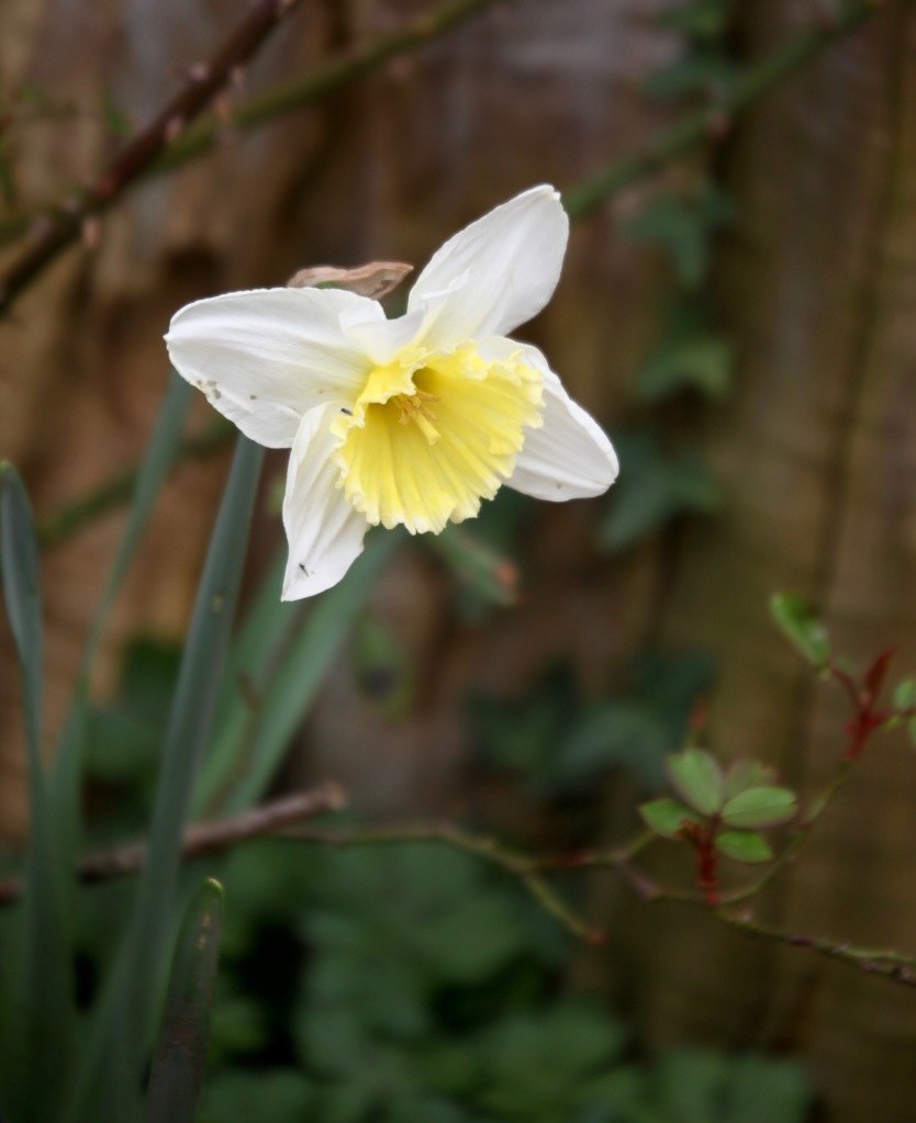 Daffodils 23